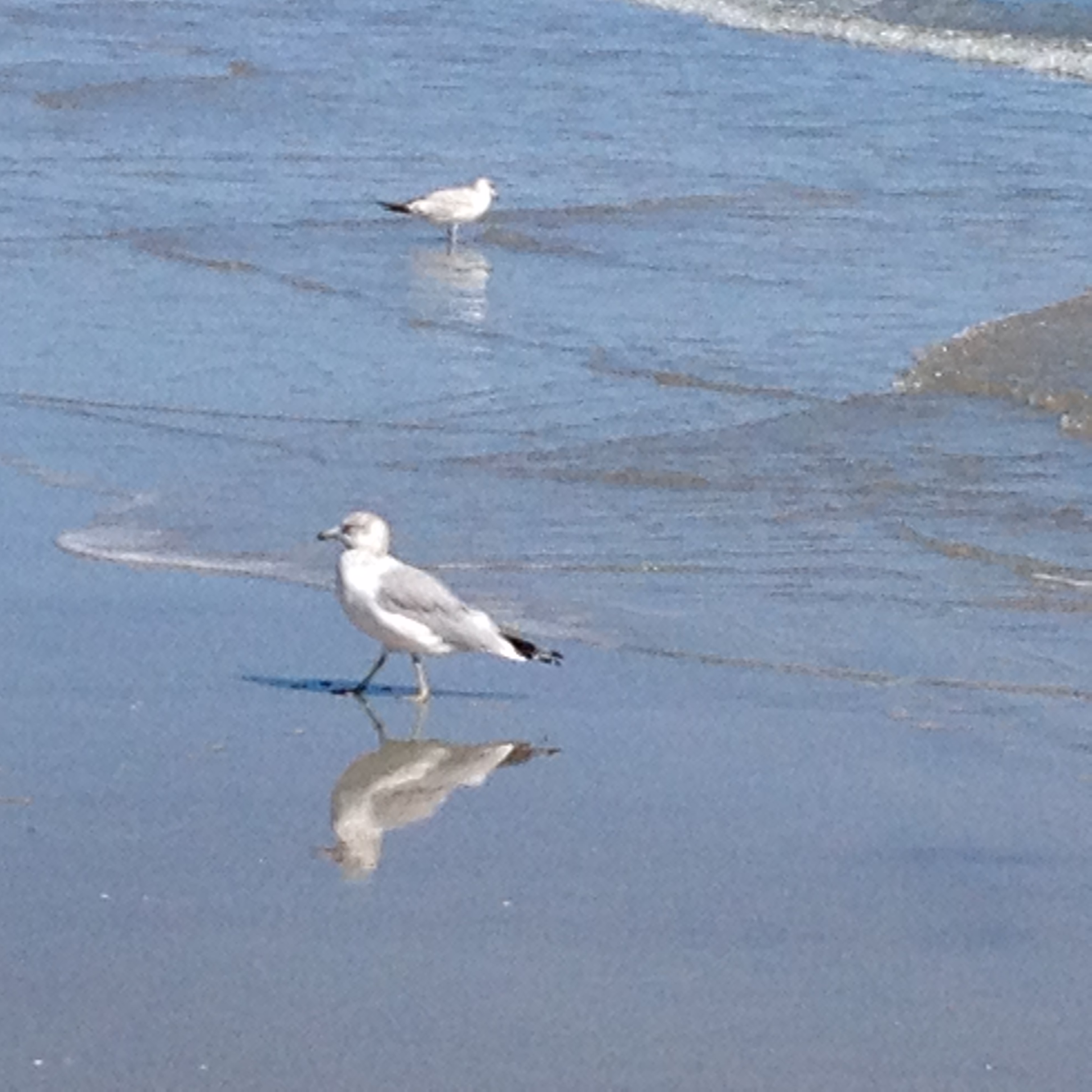 Hilton Head Beach and seagull