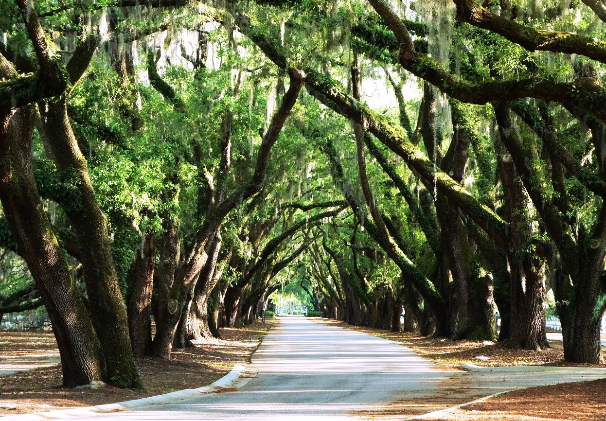Live Oaks in Belfair Plantation