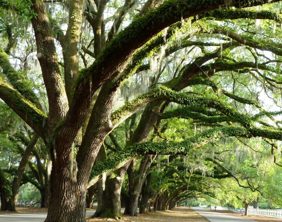 Live Oaks in Belfair Plantation
